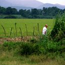 (2001-05) Kuba 15025 - Provinz Holguín - Zuckerrohr-Duengung