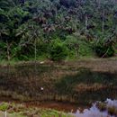 (2001-05) Kuba 16002 - Baracoa - Mueckenaufzuchtgebiete entlang der Strasse
