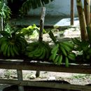 (2001-05) Kuba 18021 - Provinz Guantanamo - Bananen im Strassenverkauf