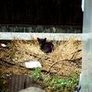 (2001-07) Lissabon 0225 - Tiere im Castelo de São Jorge