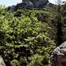 (2001-07) Lissabon 0923 Sintra - Castelo dos Mouros