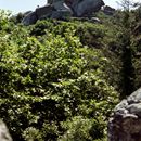 (2001-07) Lissabon 0923 Sintra - Castelo dos Mouros