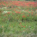 (2004-08) 0937 RUG Am Kap Arkona