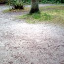 (2007-08) RUG AN 0039 Am Bakenberg