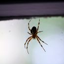 (2008-08) RUG HK 0305 Ich glaub ich spinne