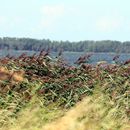 (2008-08) RUG HK 0530 Blick von Vaschvitz nach Hiddensee