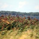 (2008-08) RUG HK 0531 Blick von Vaschvitz nach Hiddensee