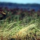 (2008-08) RUG HK 0532 Blick von Vaschvitz nach Hiddensee