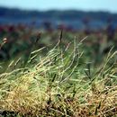 (2008-08) RUG HK 0533 Blick von Vaschvitz nach Hiddensee