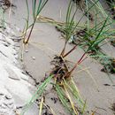 (2008-08) RUG HX 0029 An Strand und Dünen