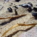 (2008-08) RUG HX 0182 An Strand und Dünen