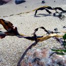 (2008-08) RUG HX 0183 An Strand und Dünen