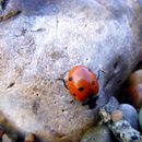 (2009-07) 4050 Fauna am Bakenberg