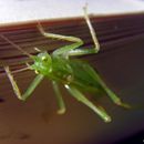 (2009-07) 4080 Fauna am Bakenberg