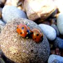 (2009-07) 4100 Fauna am Bakenberg