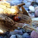 (2009-07) 4107 Fauna am Bakenberg