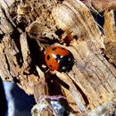 (2009-07) 4108 Fauna am Bakenberg