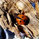 (2009-07) 4109 Fauna am Bakenberg