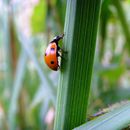 (2009-07) 4135 Fauna am Bakenberg