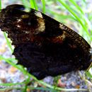 (2009-07) 4137 Fauna am Bakenberg