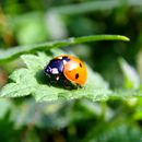 (2009-07) 4189 Fauna am Bakenberg