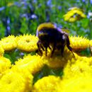 (2009-07) 4225 Fauna am Bakenberg