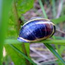 (2009-07) 4233 Fauna am Bakenberg