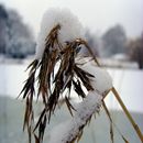 (2010-01) 0453 Winterliches Markkleeberg