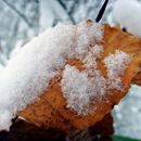 (2010-01) 0460 Winterliches Markkleeberg