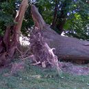 (2010-07) RUG PF 0847 Putbus Schlosspark