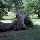 (2010-07) RUG PF 0849 Putbus Schlosspark