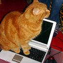 (2011-01) 405 Max sucht die Maus