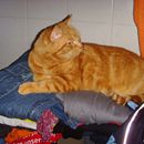 (2011-01) 421 Max trohnt auf der frischen Waesche