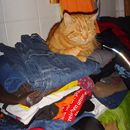 (2011-01) 422 Max trohnt auf der frischen Waesche
