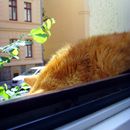 (2011-08) 024 Max auf der Katzenterrasse