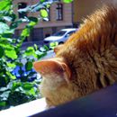 (2011-08) 026 Max auf der Katzenterrasse