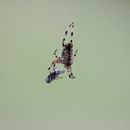 (2011-08) 216 Spinne am Kuechenfenster