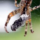(2011-08) 219 Spinne am Kuechenfenster