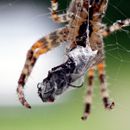 (2011-08) 220 Spinne am Kuechenfenster