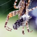 (2011-08) 224 Spinne am Kuechenfenster