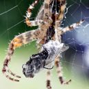 (2011-08) 225 Spinne am Kuechenfenster