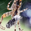 (2011-08) 226 Spinne am Kuechenfenster