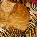(2011-11) 122 Wo ist der Kater