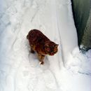 (2013-02) 1107 Max im Winterurlaub