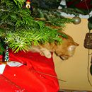 (2013-12) 8870 Weihnachtsschnappschuesse