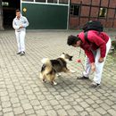 (2014-02) GT HX 025 - auf den Hund gekommen