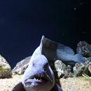 (2014-08) RUG HK 0776 Ozeaneum