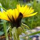 (2015-04) CP 0269 - Markkleeberg - Flora und Fauna im Vorgarten