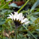 (2015-04) CP 0274 - Markkleeberg - Flora und Fauna im Vorgarten