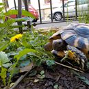 (2015-04) CP 0281 - Markkleeberg - Flora und Fauna im Vorgarten